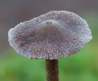 Mature cap of Cortinarius flexipes - Pelargonium Webcap 