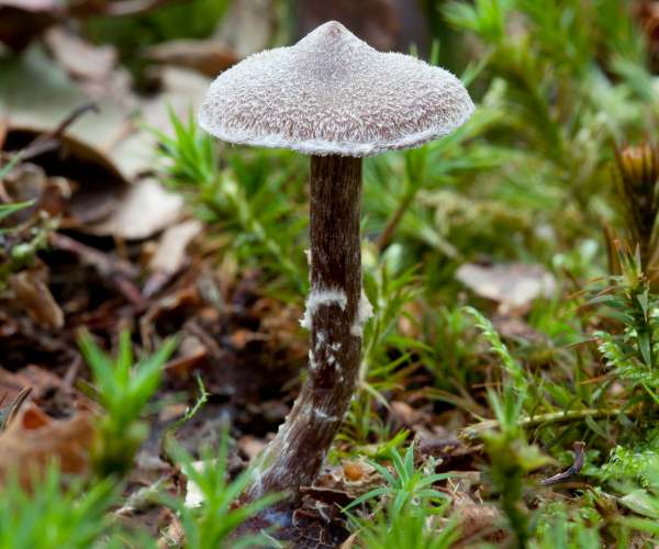 Cortinarius flexipes - Pelargonium Webcap, New Forest, Hampshire, England
