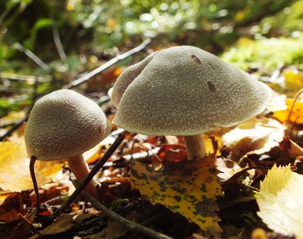 Cortinarius hemitrichus - Frosty Webcap