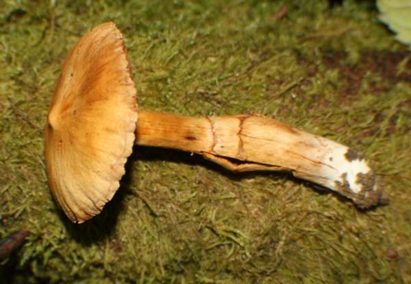 Cortinarius hinnuleus - Earthy Webcap
