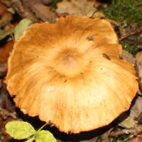 Cap of Cortinarius hinnuleus