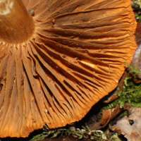 Gills of Cortinarius hinnuleus