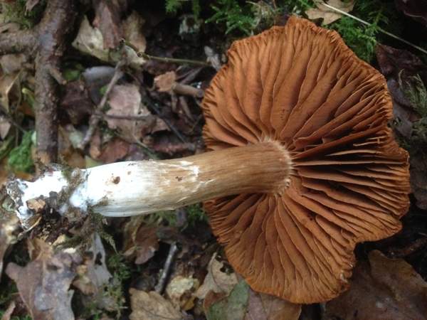 Cortinarius hinnuleus - Earthy Webcap, mature specimen, southern England