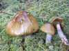 Cortinarius mucifluoides - Purple Stocking Webcap