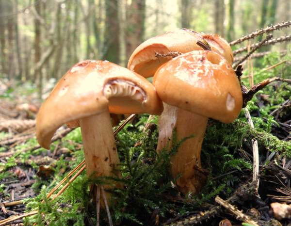 Cortinarius mucosus - Orange Webcap