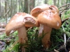 Cortinarius mucosus, Orange Webcap