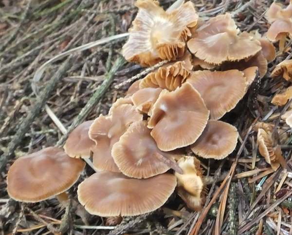 Cortinarius obtusus - Blunt Webcap