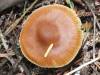Cortinarius obtusus, Blunt Webcap