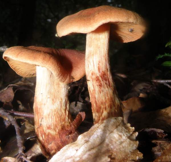 Cortinarius orellanus - Fool's Webcap