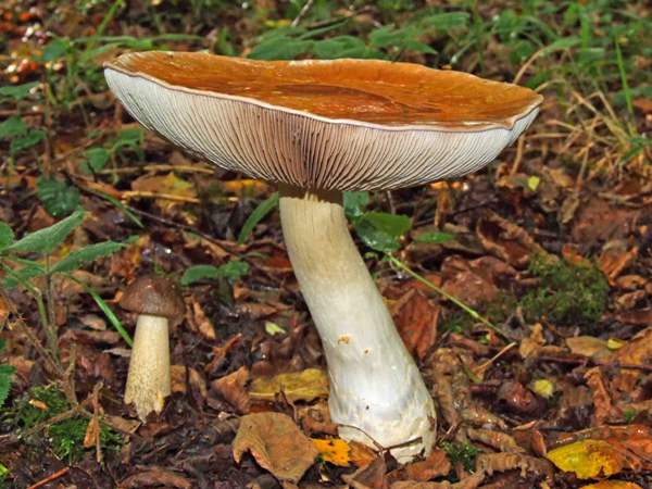 Cortinarius praestans - Goliath Webcap