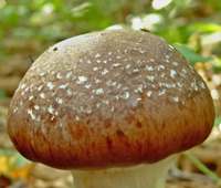 Young cap of Cortinarius praestans