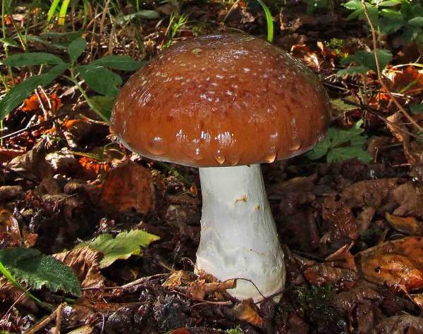 Cortinarius praestans - Goliath Webcap