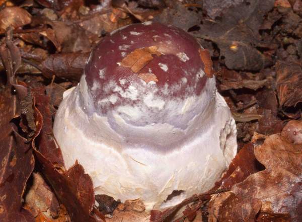 Cortinarius praestans, very young fruitbody