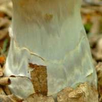 Stem of Cortinarius praestans