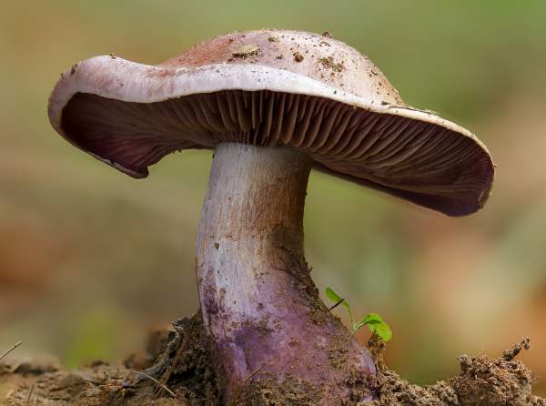 Cortinarius purpurascens, Bruising Webcap