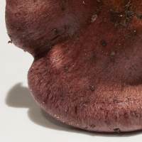 Cap of Cortinarius purpurascens