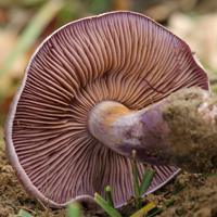 Gills of Cortinarius purpurascens