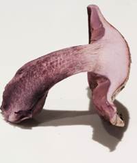 Cross-section of stem of Cortinarius purpurascens