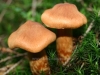 Cortinarius rubellus, Deadly Webcap
