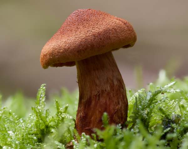 Deadly Webcap, New Forest, Hampshire