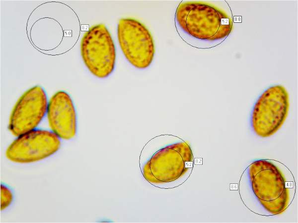 Sporess of Cortinarius sanguineus