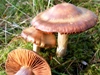 Cortinarius sanguineus - Bloodred Webcap