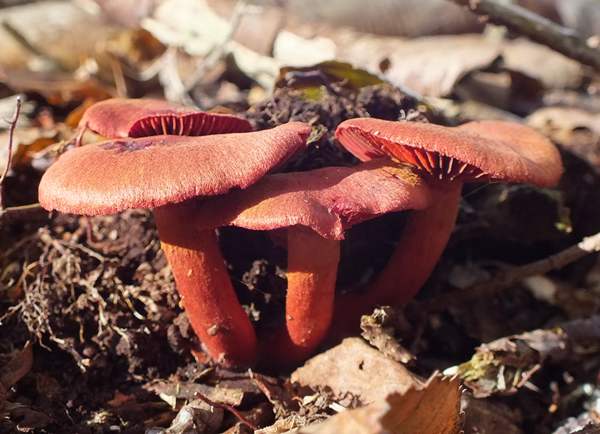 Group of Bloodred Webcaps, Cortinarius sanguineus