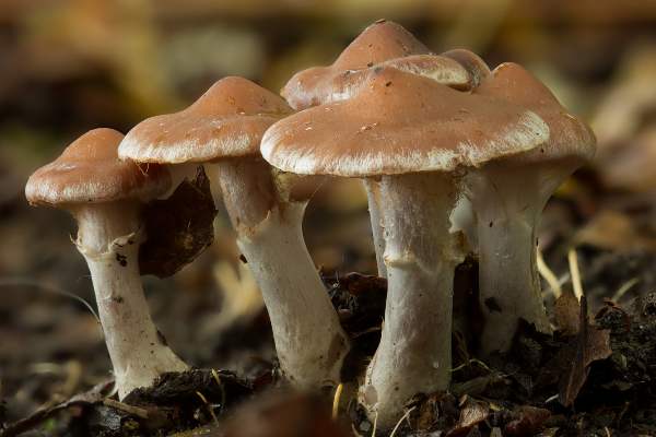Cortinarius saturninus