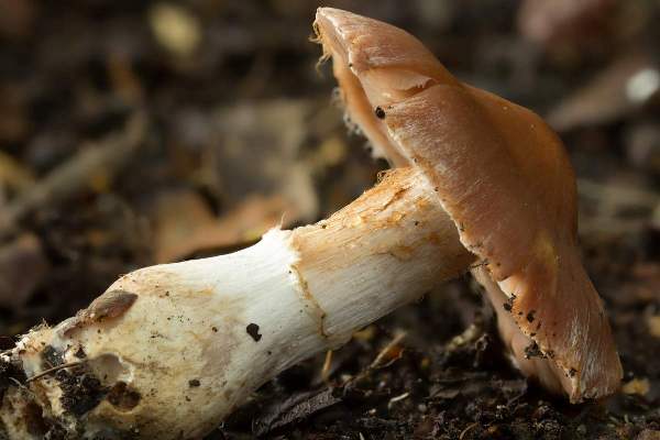 Cortinarius saturninus, Hampshire UK