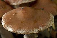 Cortinarius saturninus, mature cap