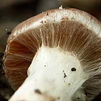 Cortinarius saturninus, closeup of immature gills