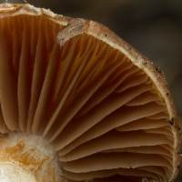 Cortinarius saturninus, closeup of gills