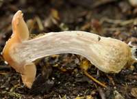 Stem cross section, Cortinarius saturninus
