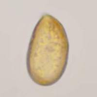 Spores of <em>Cortinarius scaurus</em>