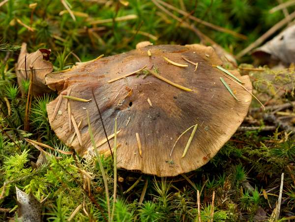 Cortinarius scaurus, Green Webcap