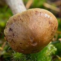Cortinarius scaurus, mature cap