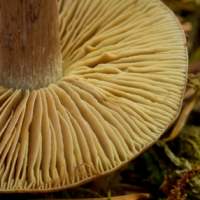 Cortinarius scaurus, closeup of gills