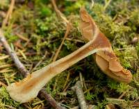 Cap of Cortinarius triumphans, closeup of gills