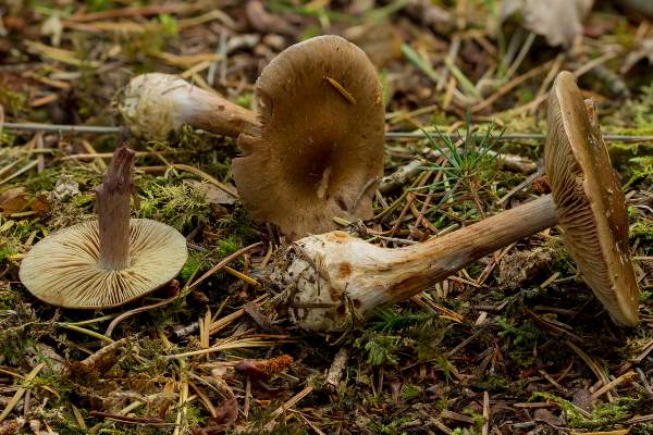 Cortinarius scaurus, Green Webcap, New Forest