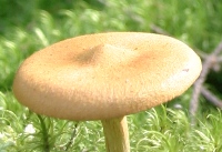 A pale cap of Cortinarius semisanguineus