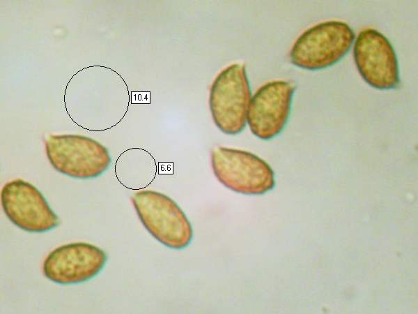 Sporess of Cortinarius torvus