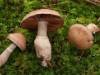 Cortinarius torvus, Stocking Webcap