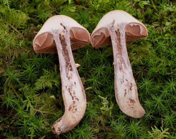 Cortinarius torvus - cross-section view