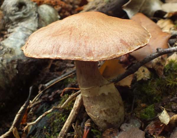 Cortinarius torvus, Somerset UK
