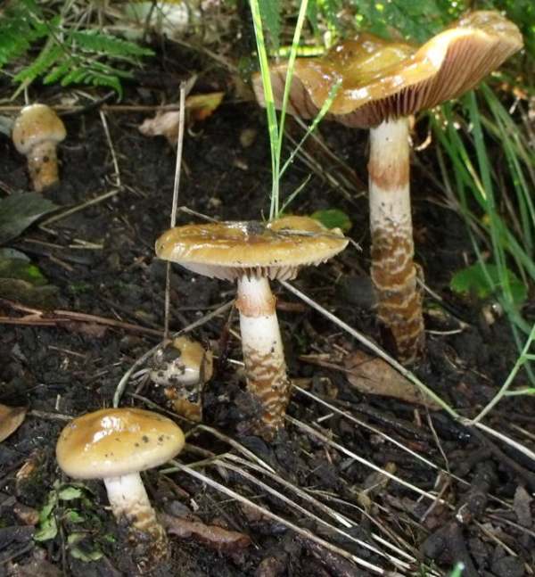 Cortinarius trivialis, Girdled Webcap