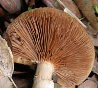 Cap of Cortinarius trivialis, Girdled Webcap