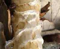 Stem of Cortinarius trivialis, Girdled Webcap