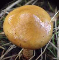 Young cap of Cortinarius trivialis, Girdled Webcap