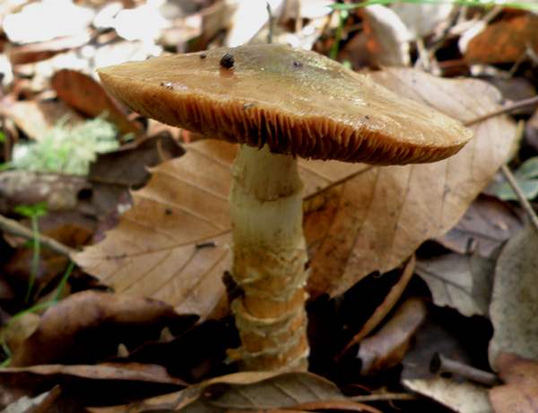 Cortinarius trivialis, Girdled Webcap, Portugal
