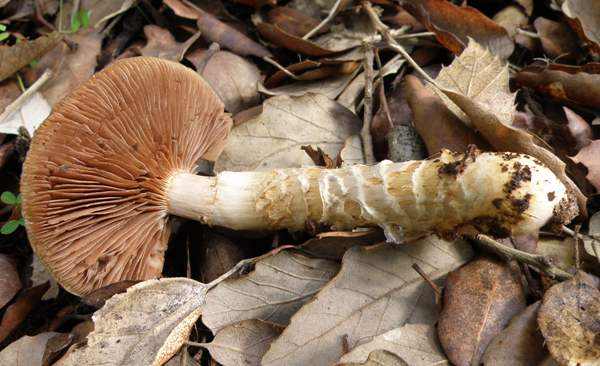 Cortinarius trivialis, Girdled Webcap, young specimen